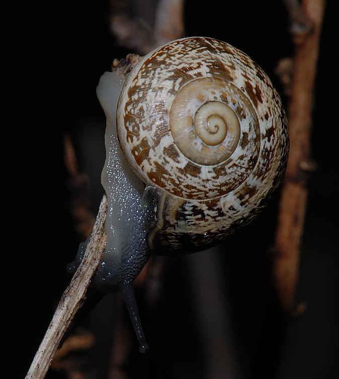 Cos''? [Eobania vermiculata juv.]